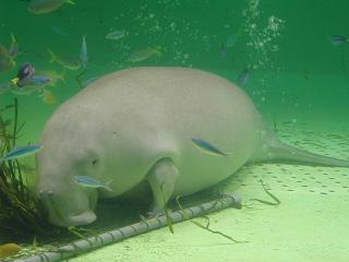 �W���S���̎ʐ^